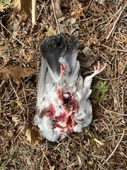 Columba livia domestica