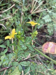 Cleome viscosa