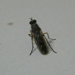 Anabarhynchus plumbeoides