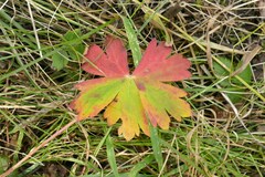 Geranium viscosissimum