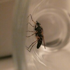 Anabarhynchus plumbeoides