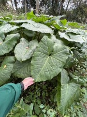 Xanthosoma robustum