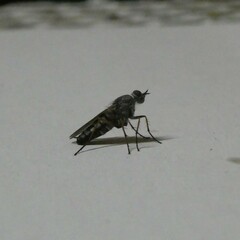 Anabarhynchus plumbeoides