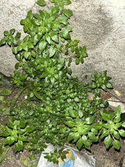 Parietaria pensylvanica