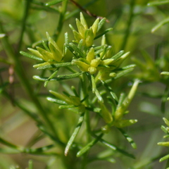 Baccharis linearifolia