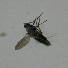 Anabarhynchus plumbeoides