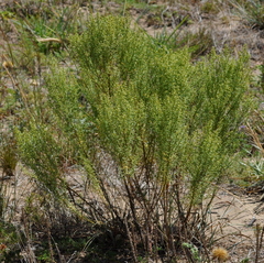 Baccharis linearifolia