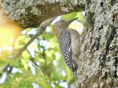 Melanerpes aurifrons
