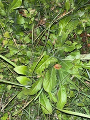 Erigeron philadelphicus