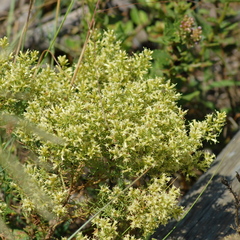 Baccharis linearifolia