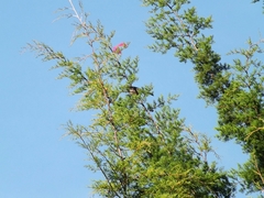 Turdus fuscater