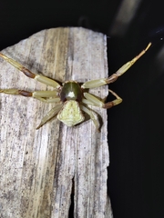 Misumenoides