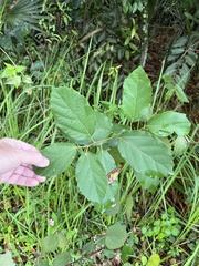 Styrax americanus