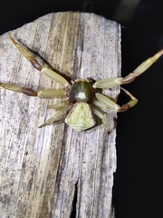 Misumenoides