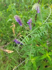 Vicia villosa villosa