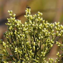 Baccharis microcephala