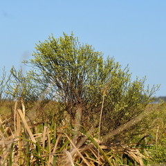 Baccharis microcephala