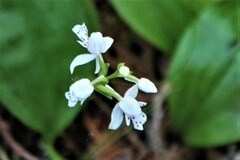 Galearis rotundifolia