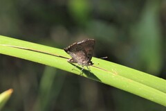 Paralucia pyrodiscus lucida