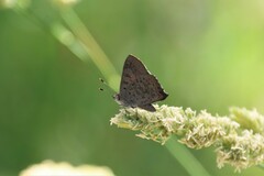 Paralucia pyrodiscus lucida