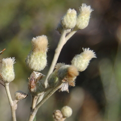Baccharis gnaphalioides
