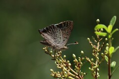 Paralucia pyrodiscus lucida