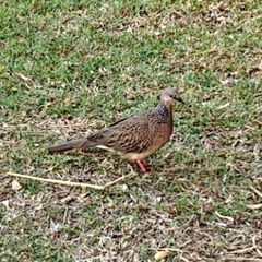 Streptopelia chinensis