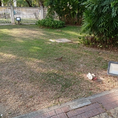 Streptopelia chinensis