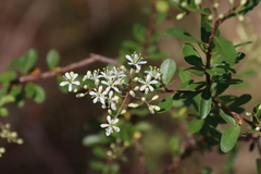 Bursaria spinosa spinosa