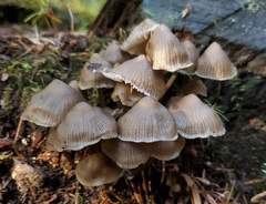 Mycena maculata