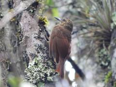 Lepidocolaptes souleyetii