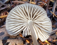 Mycena maculata