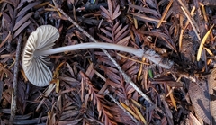 Mycena maculata