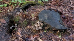 Mycena maculata