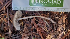 Mycena maculata