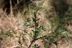 Bursaria spinosa spinosa