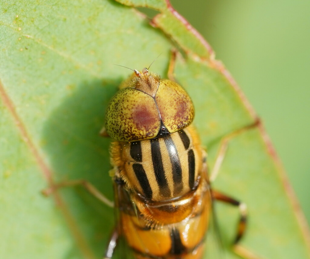 Native Drone Fly from Tynong North VIC 3813, Australia on December 17 ...