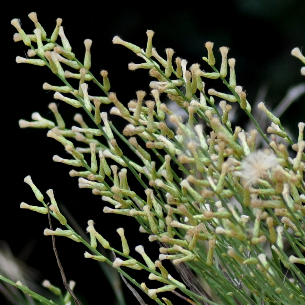 Baccharis riograndensis