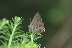 Paralucia pyrodiscus lucida