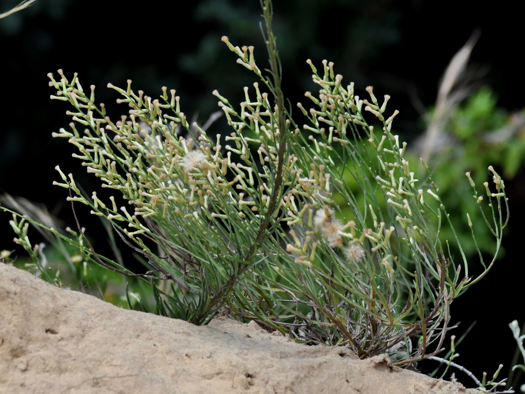 Baccharis dunensis