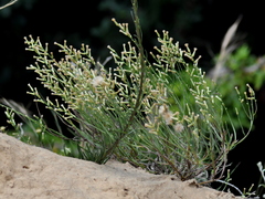 Baccharis riograndensis