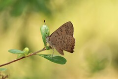 Paralucia pyrodiscus lucida