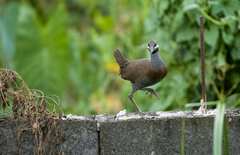 Gallirallus torquatus