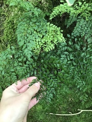 Asplenium hookerianum