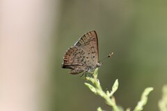 Paralucia pyrodiscus lucida