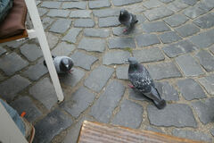 Columba livia domestica