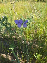 Tradescantia occidentalis