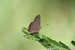 Paralucia pyrodiscus lucida