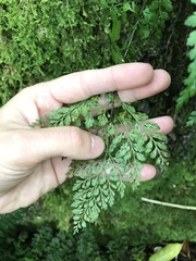 Asplenium hookerianum