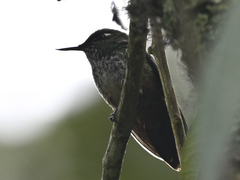 Opisthoprora euryptera